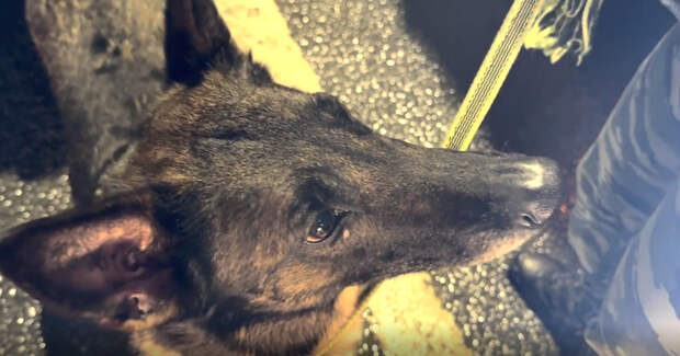 Кинологи и Госавтоинспекция проверили 300 машин на юго-западе Петербурга