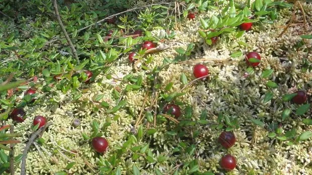 Диетолог Круглова рассказала о полезных свойствах клюквы