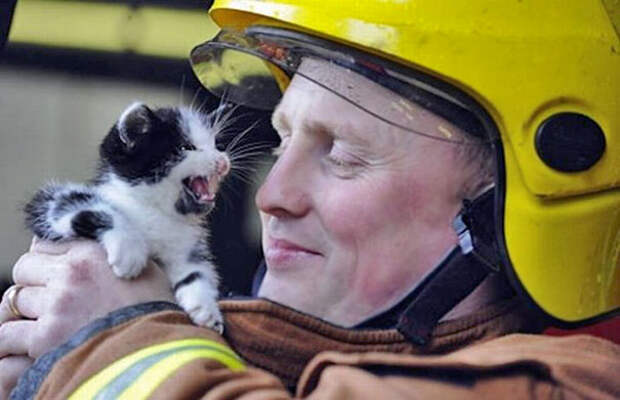 firefighters-rescuing-animals-saving-pets-7-5729a904c246c__605