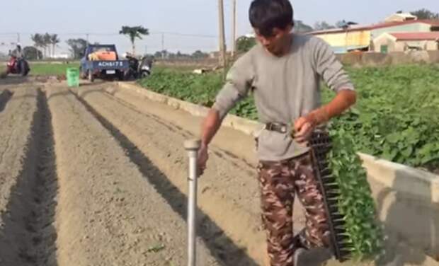 Как китайцы высаживают рассаду (видео)