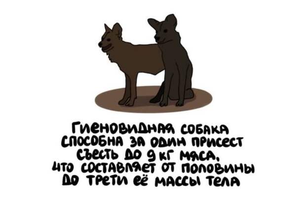 Короткие интересные факты обо всем