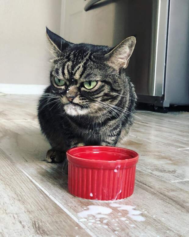 Злая Grumpy Kitzia покоряет инстаграм