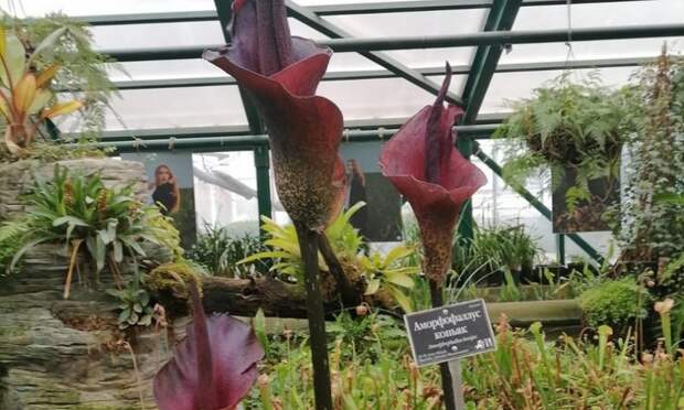 В садах Англии Кью впервые за долгие годы зацвел «трупный цветок» Amorphophallus