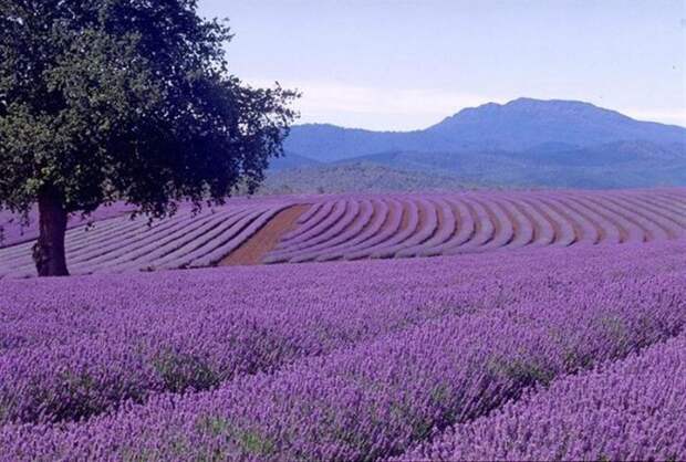 lavanda-foto-04-e1419759270462 (700x473, 113Kb)