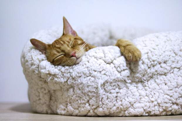 почему коты не любят, когда хозяева их целуют кот