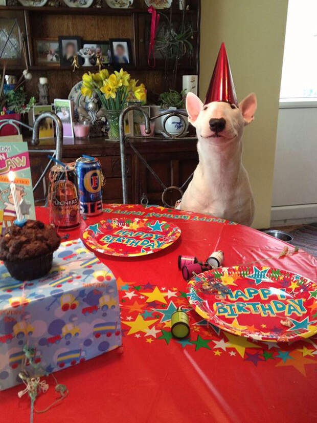 pets-birthday-parties-4-57068ce689702__700