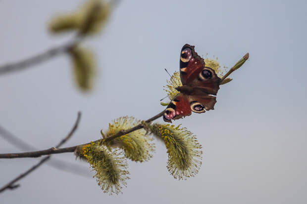 Жара до +14°С: опубликован прогноз погоды на апрель-2026 в Новосибирске