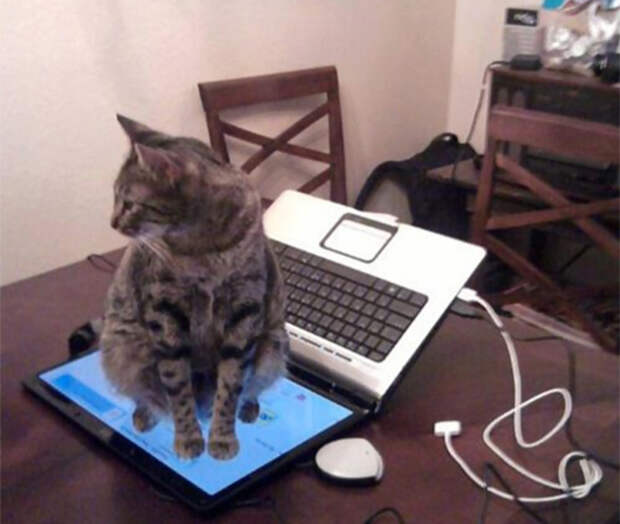 А самое главное, что с котиком совершенно невозможно договориться. Ты просил не садиться на клавиатуру? Да пожалуйста. кот, котики, прикол, юмор