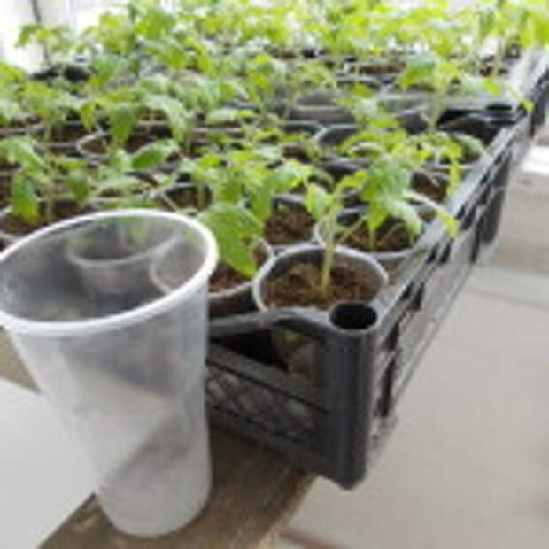 вторая пикировка