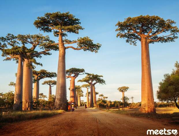 baobabs, madagascar baobabs
