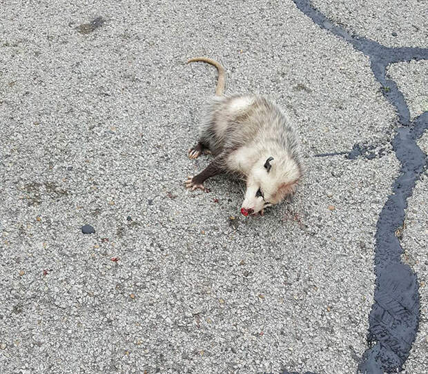 pregnant-opossum-rescued-hugs-humans-11