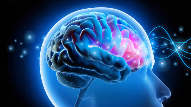 Онищенко назвал возраст начала старения человеческого мозга