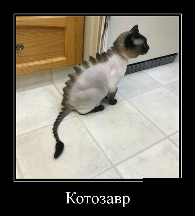 Демотиваторы (30 фото)