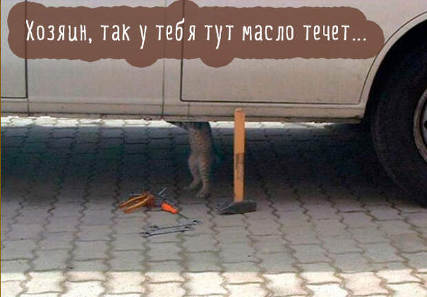 Картинки этих смешных котов развеселят вас за 1 минуту Картинки этих смешных котов развеселят вас за 1 минуту