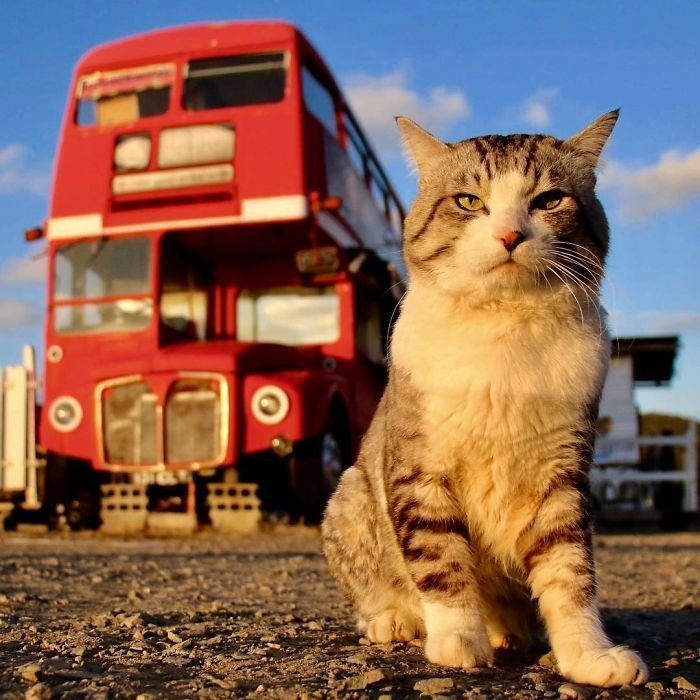 Фотогеничность зашкаливает: кот, который всегда замечательно выходит на снимках Нянкичи, животные, знаменитость, кот, фотогеничность, фотография, япония