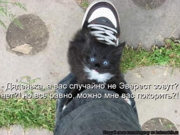 Веселая котоматрица