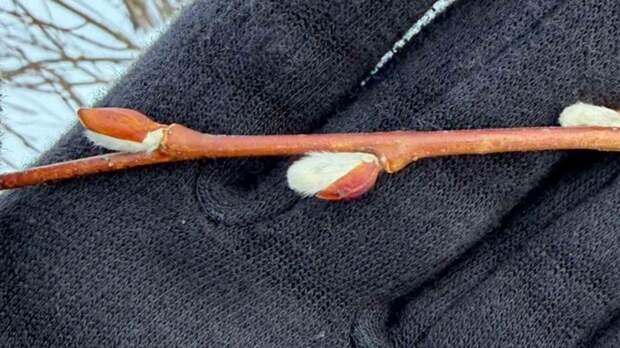 Распускающаяся верба на Алтае / Фото: Telegram-канал 