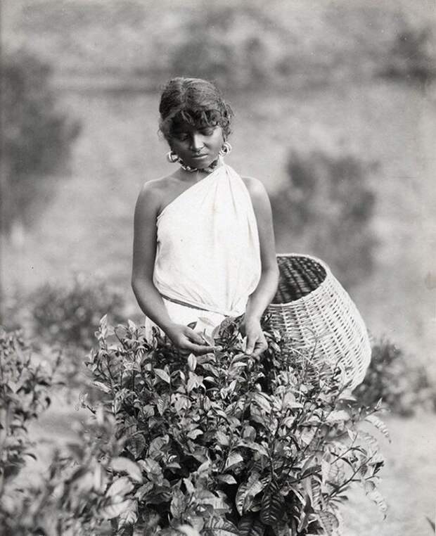 Девушка собирает листья чая, Цейлон (Шри-Ланка), 1880-е годы