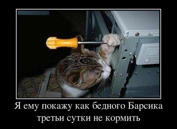 Весёлые картинки  сеть, суббота