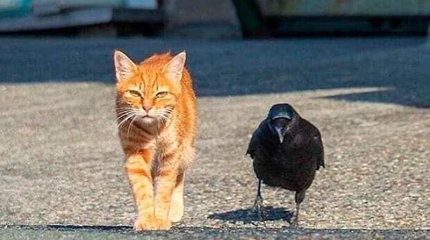 Смешные фото животных с очень грозным видом