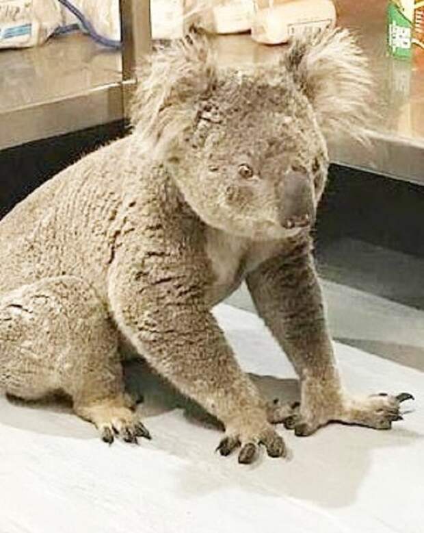 Коала в больнице Коала сидит
