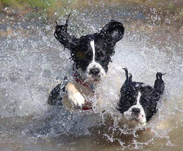 Купание собаки в водоеме