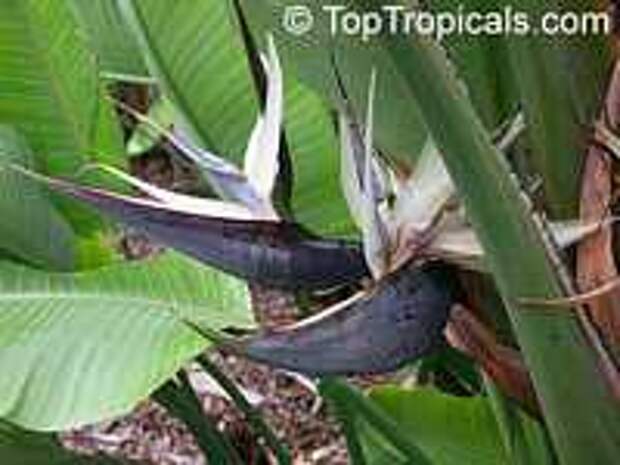 Strelitzia nicolai, Giant bird of paradise, white bird of paradise
