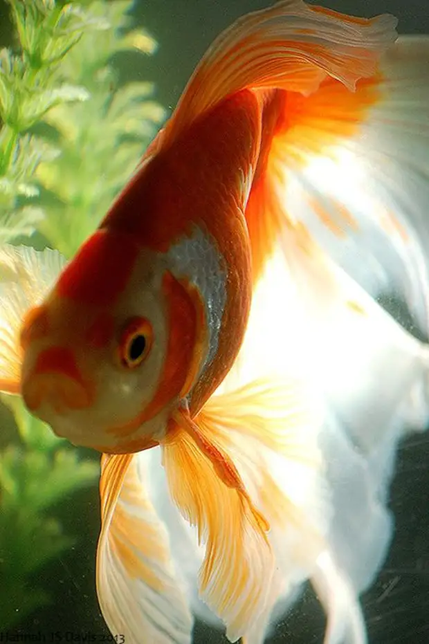 Золотая рыбка фото картинки красивые