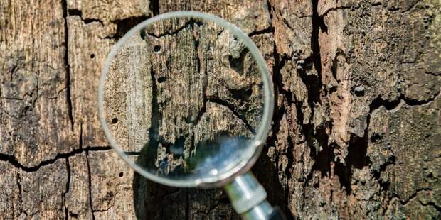 Судьбу сухого дерева на Кухмистерова решат в Департаменте природопользования