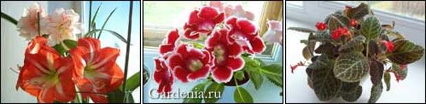 цветение комнатных растений