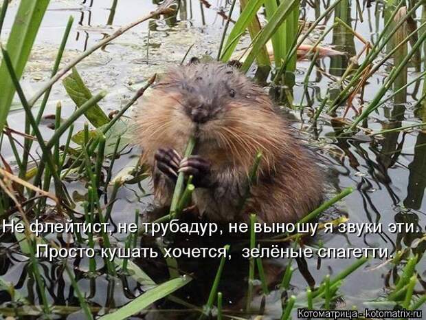 Лучшие котоматрицы недели (50 фото)