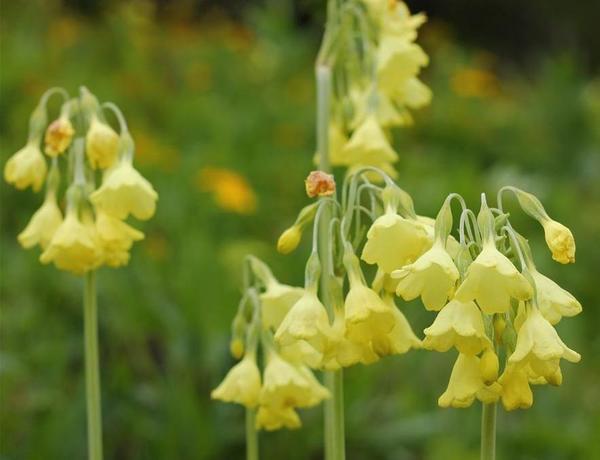 Примула сиккимская, фото сайта www.alpine-garden.com