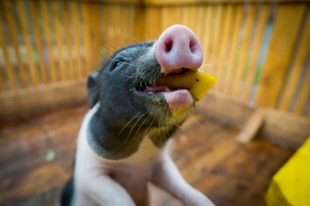 Карантин по африканской чуме свиней снят в одном из сел Уссурийского округа