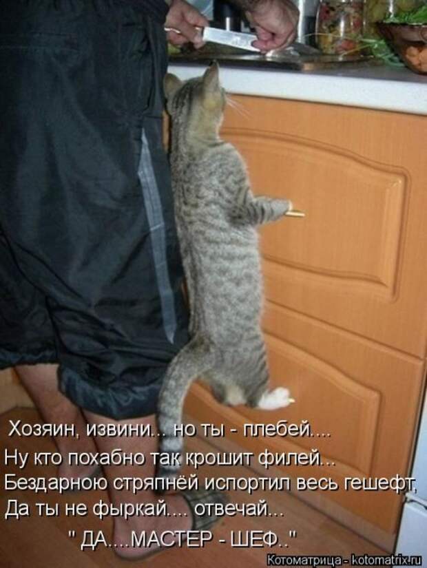 Свежая котоматрица на Бугаге (26 фото)