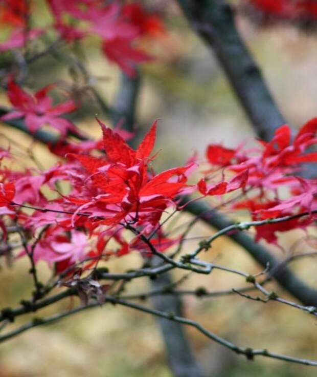 Место чарующее своей красотой и живой природой - The Butchart Gardens. 