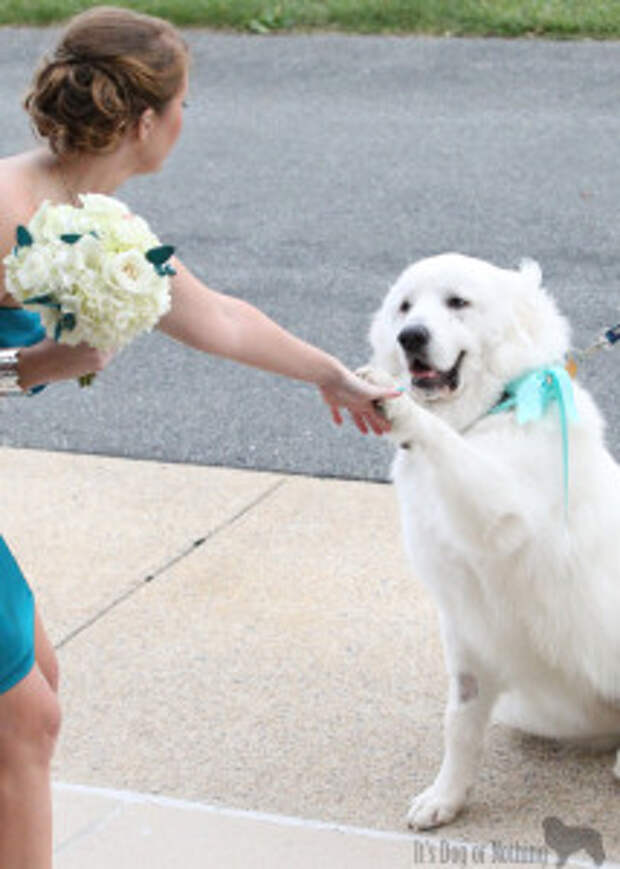 Great Pyrenees