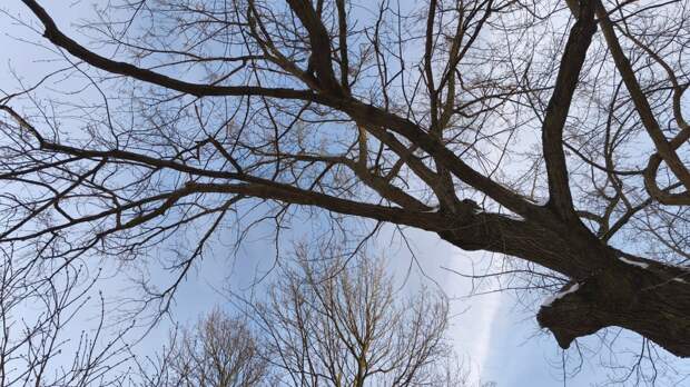 Снос старинного дуба в Ораниенбаумском саду приостановили