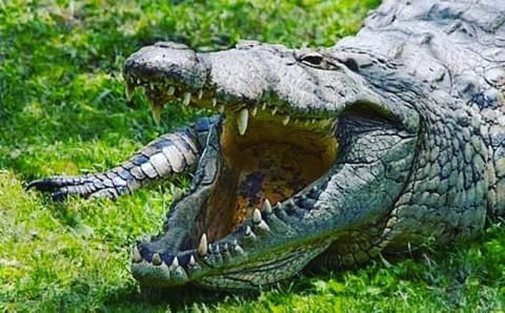 Дикий аллигатор. Нильский крокодил. Нильский крокодил Crocodylus niloticus. Нильский крокодил Густав. Нильский крокодил пасть.