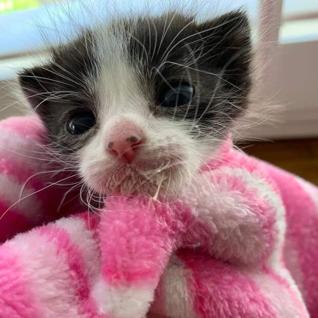 маленький котенок