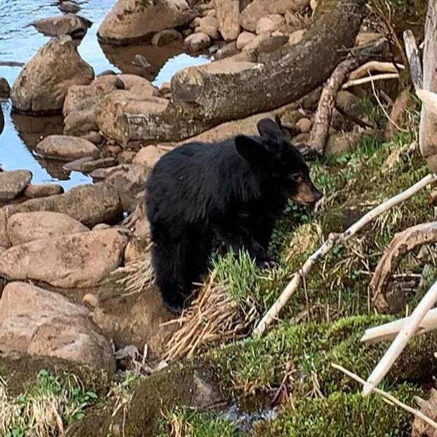Мужчина заметил, как в ледяной воде тонет медвежонок дикие животные, история, история спасения, медведи, медведь, спасение животных