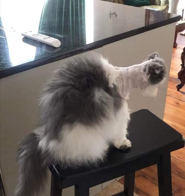 Кота бреют Кота бреют