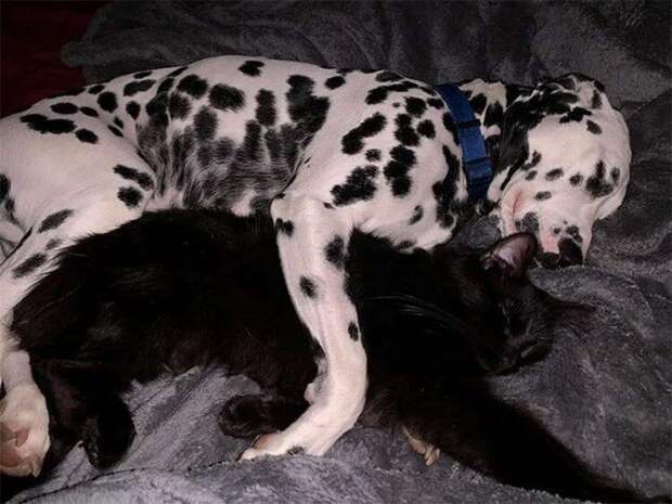 Снимки собак, которые заснули в смешных позах