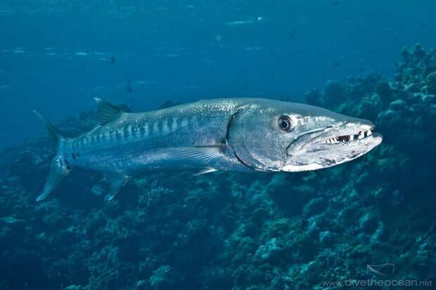 10 самых опасных морских тварей животные, факты