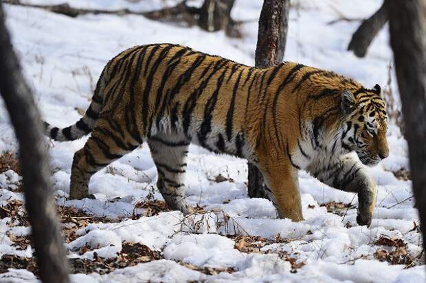 У тигра не выдержали нервы атака тигра, охота