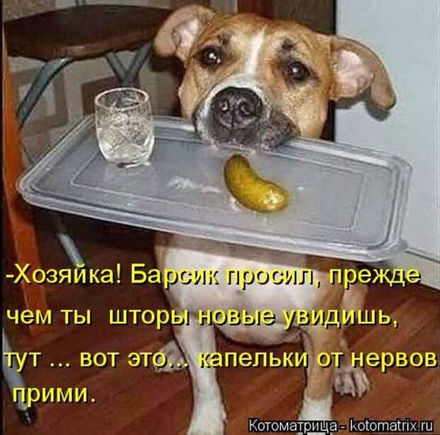 Лучшие котоматрицы недели