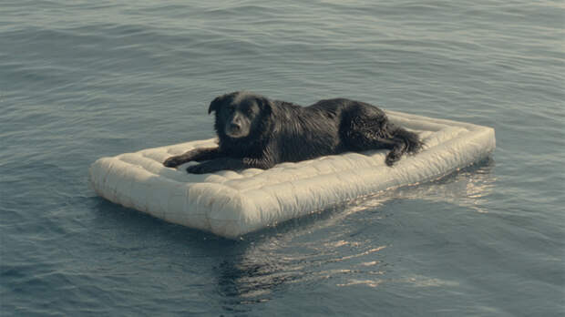 Собаку нашли дрейфующей в океане после побега от хозяев