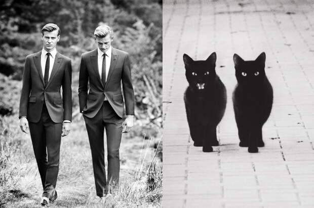 Мужики и коты 
