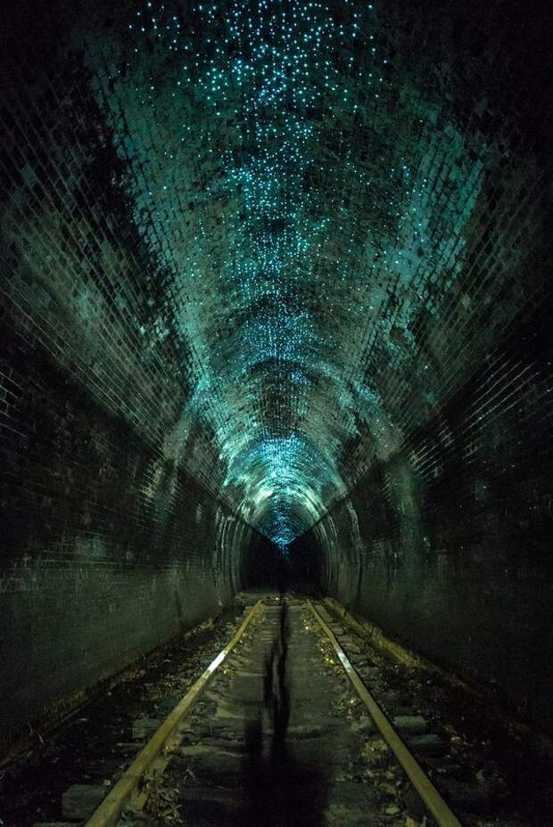 Его еще называют тоннелем светляков - гони во множестве селятся на потолке заброшенного строения интересное, красота, тоннели, удивительное, факты