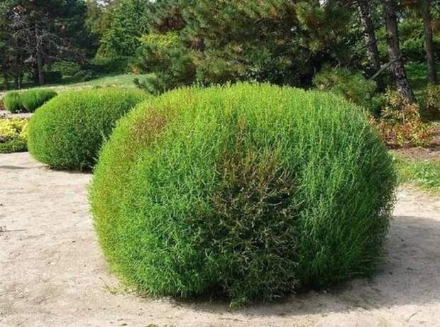 Кохия в ландшафтном дизайне: 9