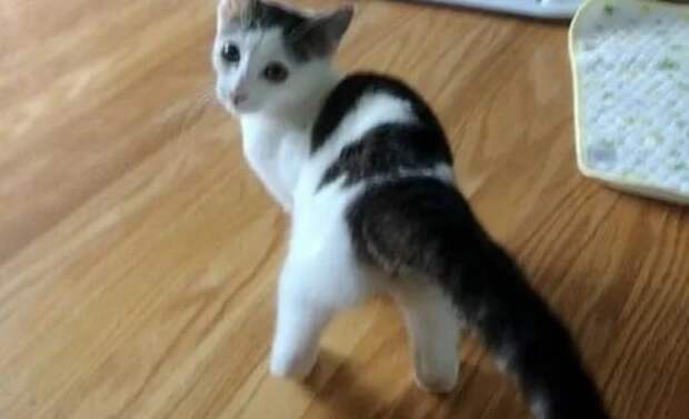 Кошечка Котик в комнате